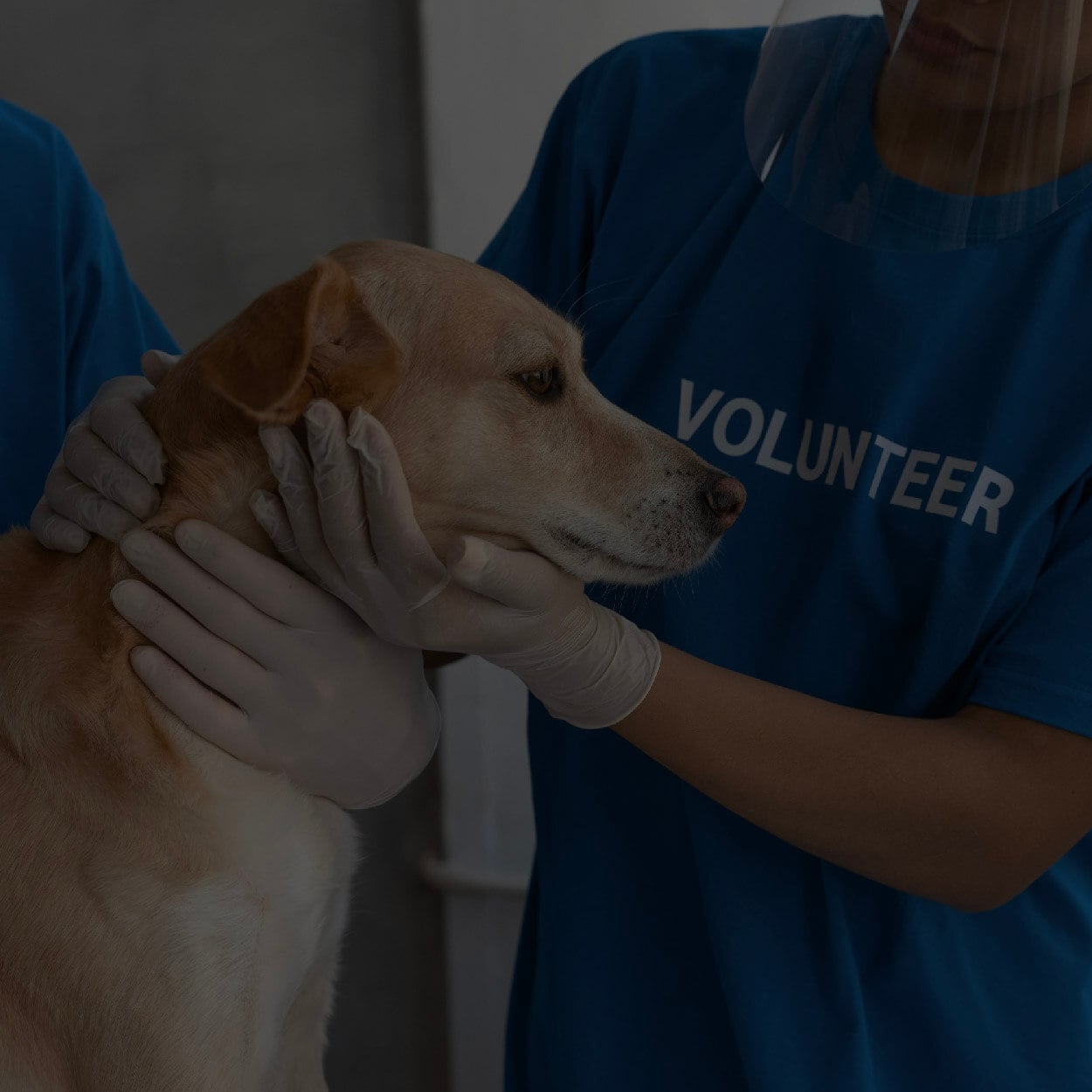 Stran Nonprofit Page_Volunteer Appreciation