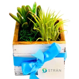 The Best Swag For Hybrid Teams - Desk Plant