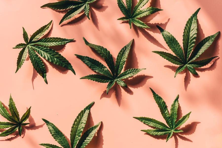 Cannabis Brand identity